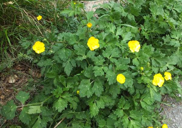 Creeping Buttercup plant, early May