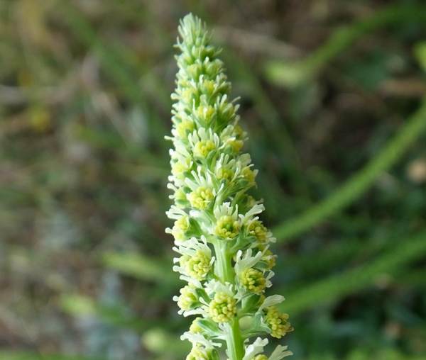Wild Mignonette flower spike