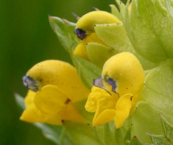 Rhinanthus minor, closeup of flower of Yellow Rattle