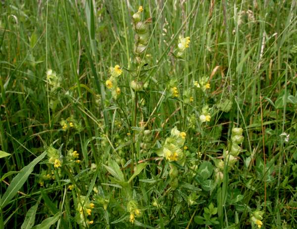 Yellow Rattle in a wildflower meadow