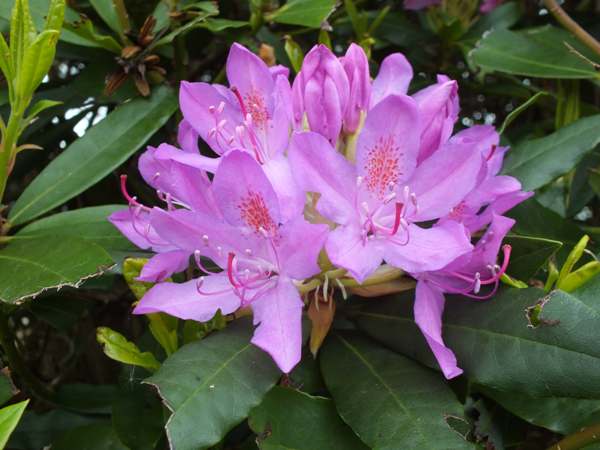 Rhododendron ponticum flowers