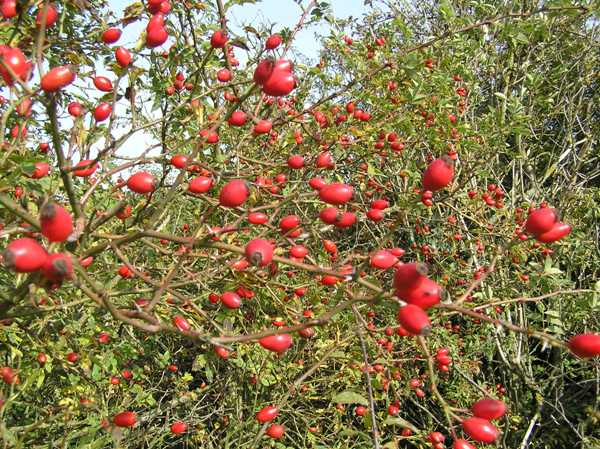 Dog Rose seeds develop within hips that turn bright red in autumn