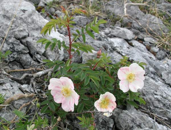 pimpinellifolia, Rose: identification, habitat