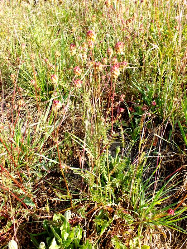 Sanguisorba officinalis, Great Burnet, Flowers