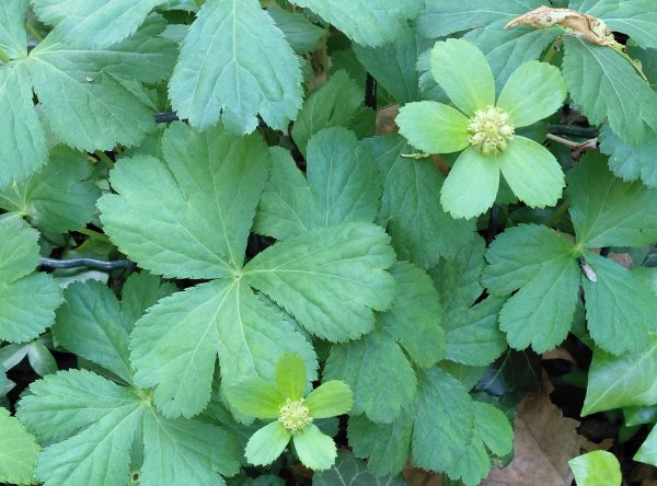 Sanicula epipactis, or Hacquetia