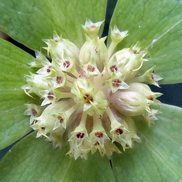 Sanicula epipactis, closeup of flowers