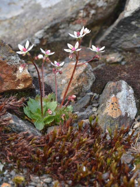 Starry Saxifrage, Wales