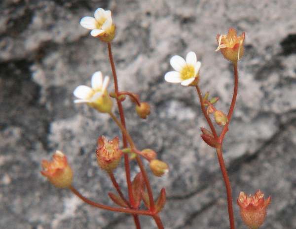 closeup of flowers of Rue-leaved Saxifrage