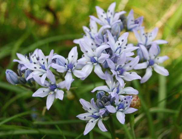 Spring Squill, West Wales UK