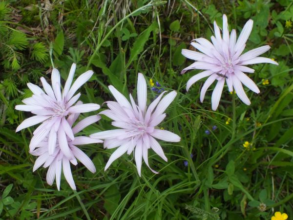Purple viper's-grass