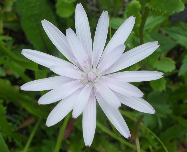 Scorzonera purpurea closup of flower
