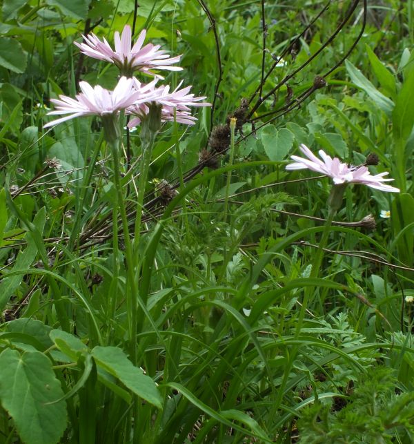 Scorzonera purpurea side view of flowers
