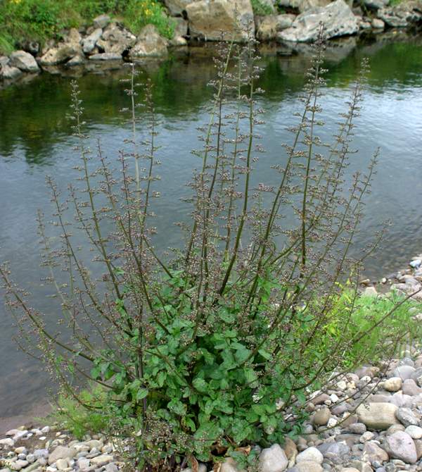 Common Figwort, Scrophularia nodosa, beside a river