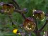 Scrophularia nodosa, Common Figwort