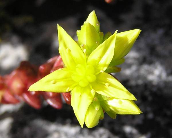 Sedum acre, Biting Stonecrop, closeup of flower