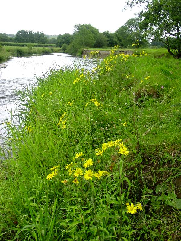 Marsh ragwort beside a river