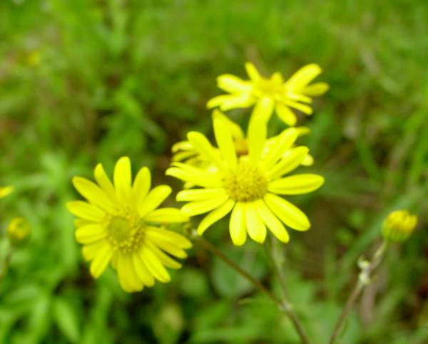 Marsh ragwort - close-up of flowers