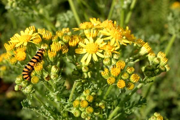 Common Ragwort - close-up of individual flowers with caterpillars of the Cinnabar Moth