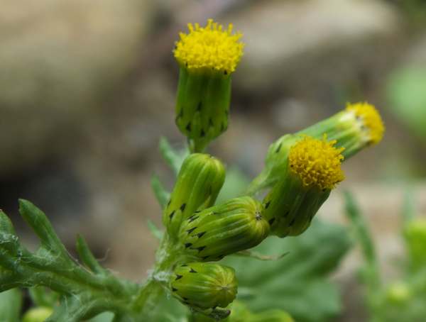 Groundsel flowers, closeup