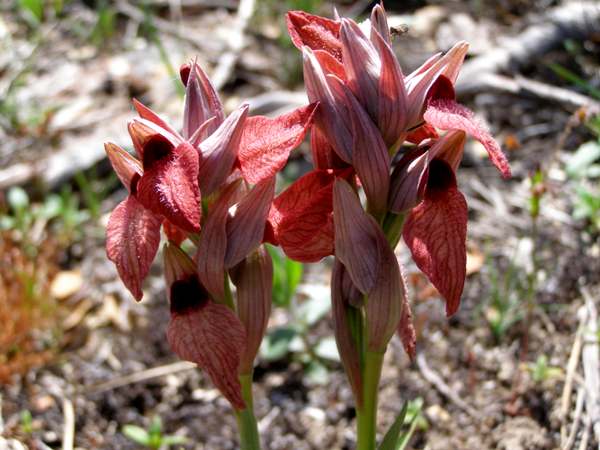Serapias cordigera - Heart-flowered Serapias