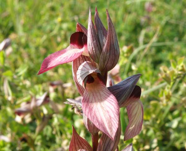 Serapias lingua, Tongue Orchid