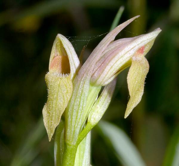 Serapias parviflora, pale yellowish form