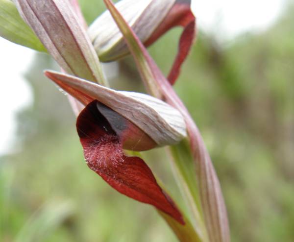 Closeup picture of Serapias strictiflora
