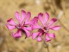 Silene colorata, Pink Catchfly
