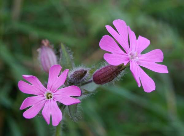 Red Campion Silene dioica, closeup of flowers