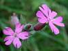 Red Campion Silene dioica