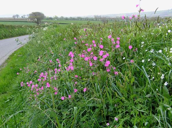 Red Campion Silene dioica on a roadside verge