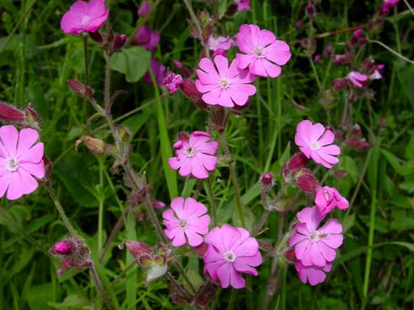 Flowers of Red Campion