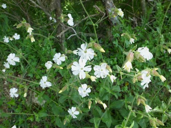 White Campion in southern France