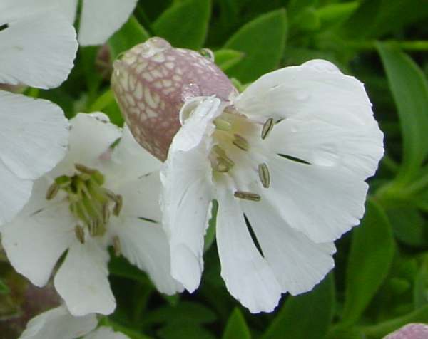 Silene uniflora, Sea Campion, close up of flowers
