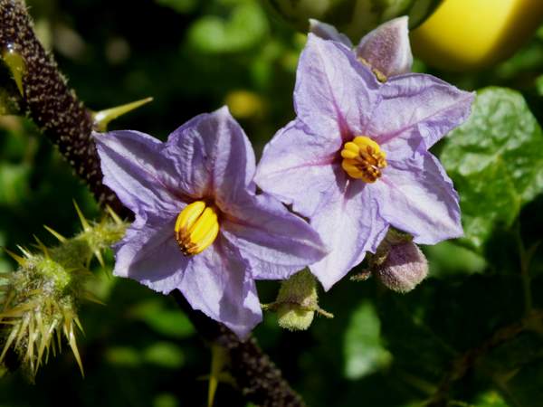 Closeup of flowers, Solanum linnaeanum, Apple of Sodom