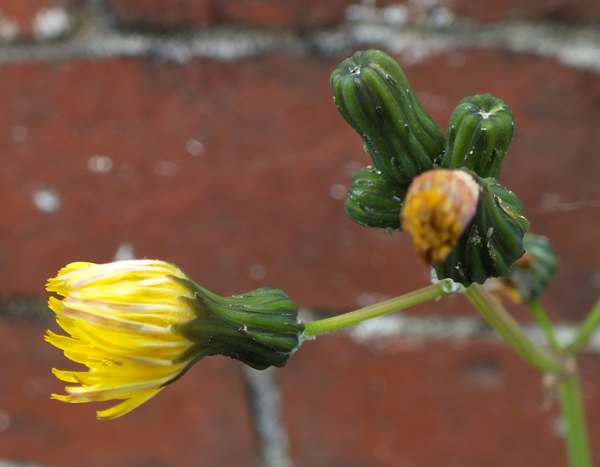 Smooth Sow-thistle, closeup of flowers and buds