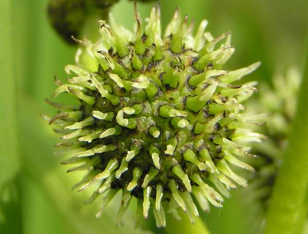 Female flowers or Sparganium erectum