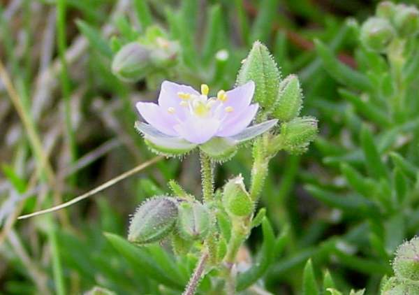 Spergularia media flower, side view