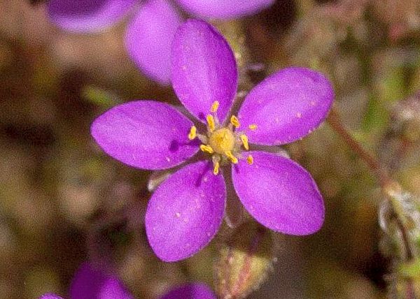 Spergularia purpurea, closeup of a flowers