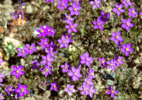 Spergularia purpurea flowers