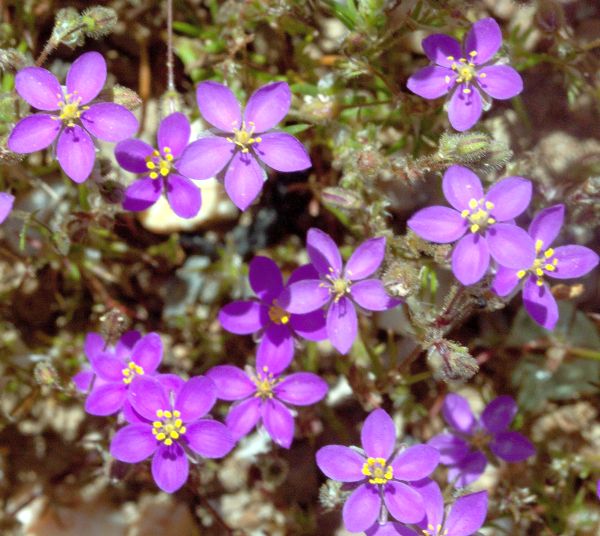 Spergularia purpurea, Purple Sand-spurrey, Portugal
