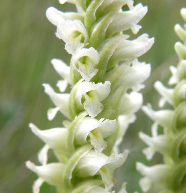 Hooded Lady's-tresses