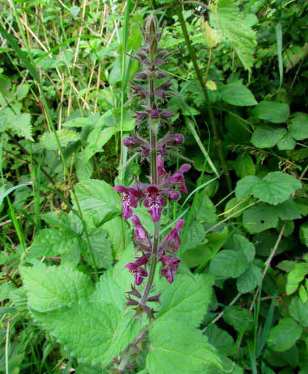 Stachys sylvatica, Hedge Woundwort, a flower spike