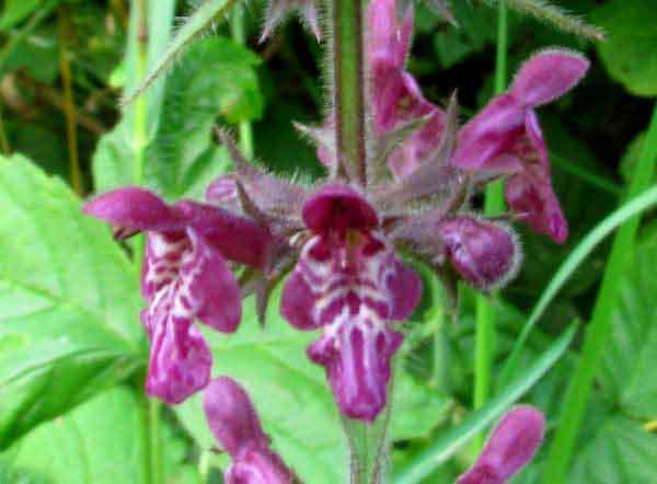 Stachys sylvatica, Hedge Woundwort, closeup of flower showing its structure
