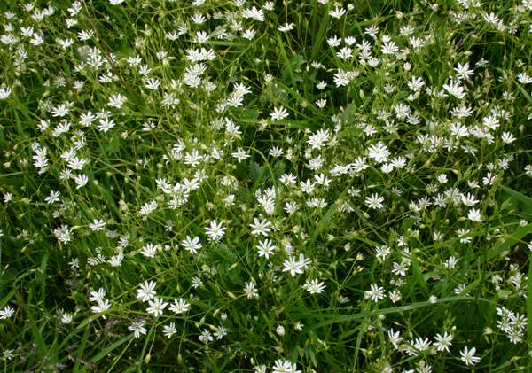 Lesser Stitchwort on a grassy slope
