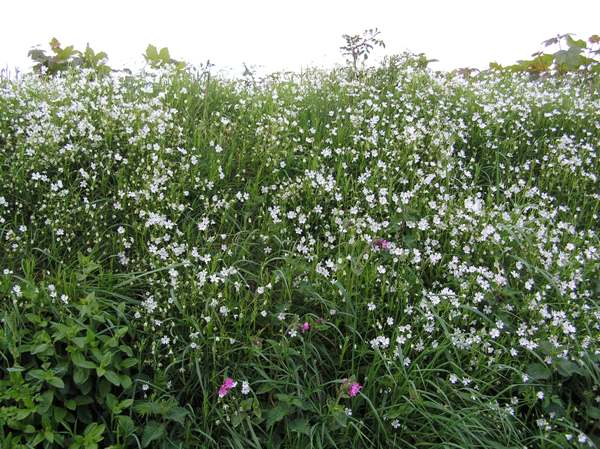 Greater stitchwort and Red Campion on the roadside bank