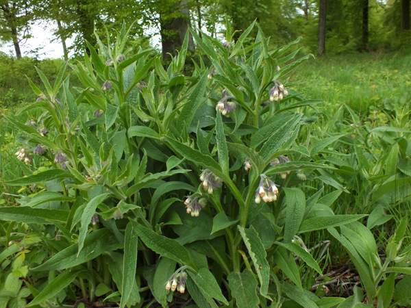 Common Comfrey, northern France