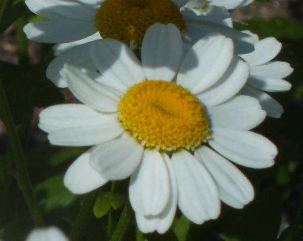 Feverfew, closeup of flower