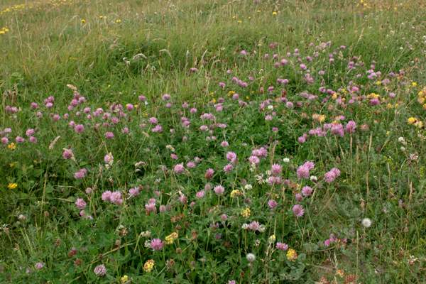 A field of Red Clover