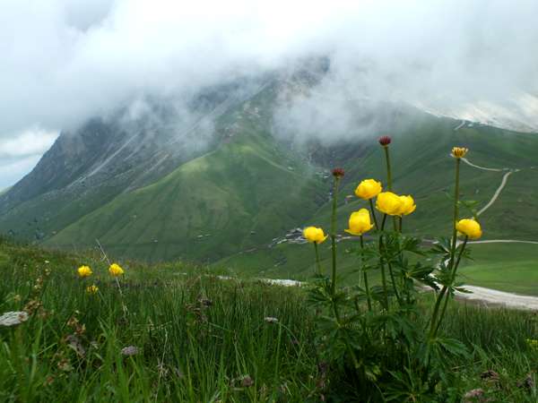 Globeflowers, Dolomites, northern Italy